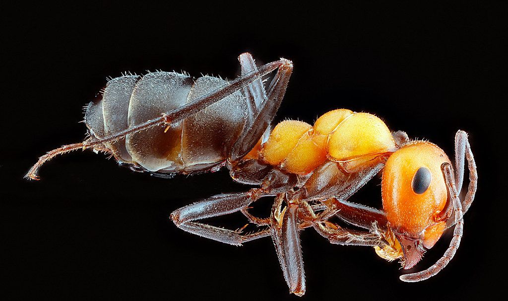 Ant Control service in Lancaster, PA