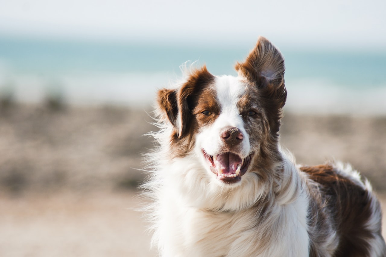 Flea & Tick Control service in Lancaster, PA