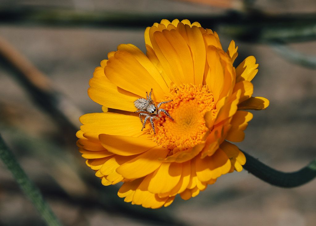 Spider Control service in Lancaster, PA
